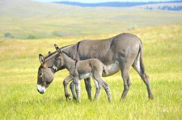 burro bebe pastando con su madre
